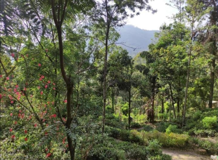 "Mount'N Mist" Apartment Ella Bilik gambar
